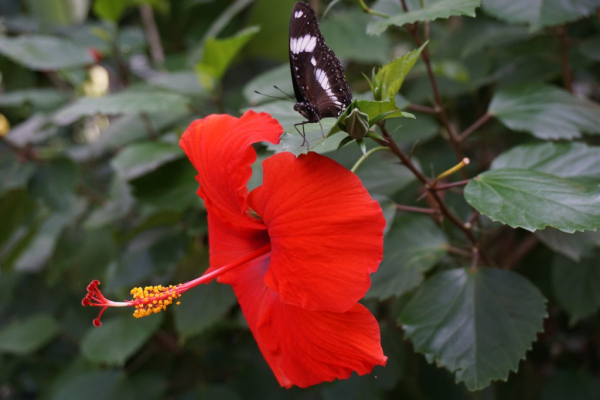 Cambridge butterfly conservatory-butterfly 3