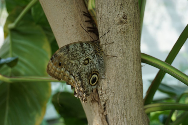 Cambridge butterfly conservatory-butterfly 4