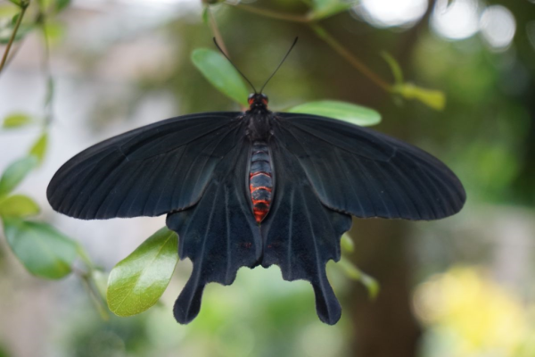 Cambridge butterfly conservatory-butterfly 8