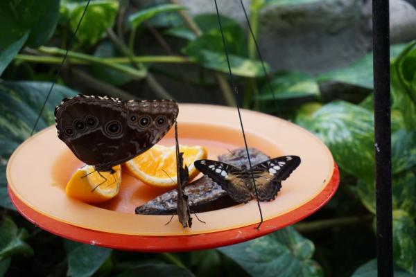 Cambridge butterfly conservatory-butterfly 9