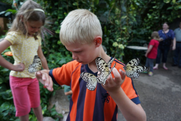 Cambridge butterfly conservatory-magnet for butterflies