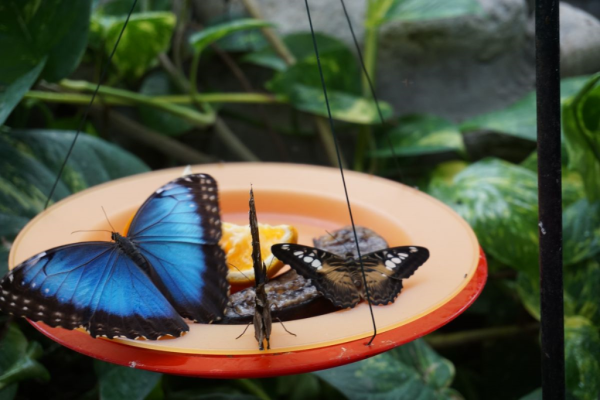Cambridge butterfly conservatory-blue morpho