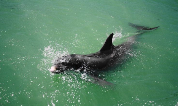 Panama City Beach dolphins