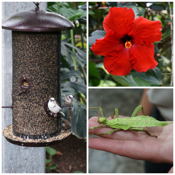 Cambridge butterfly conservatory-collage