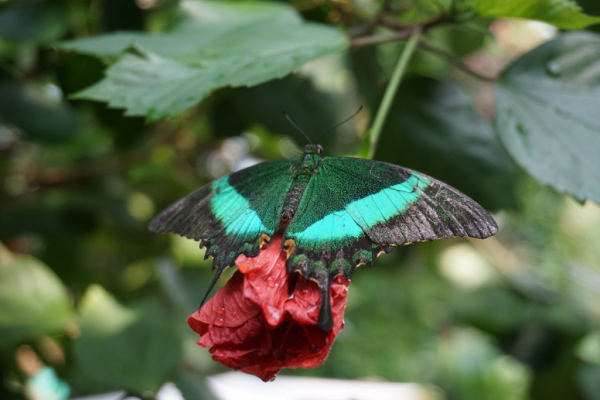 Cambridge butterfly conservatory-butterfly 2