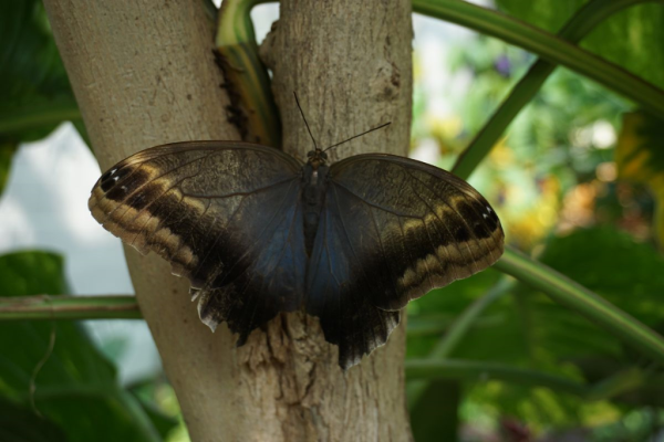 Cambridge butterfly conservatory-butterfly 5