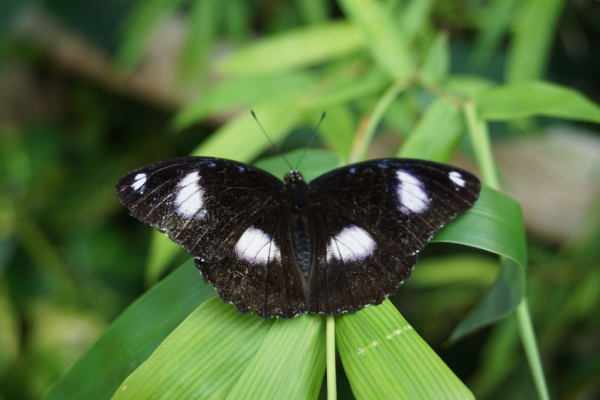 Cambridge butterfly conservatory-butterfly 6