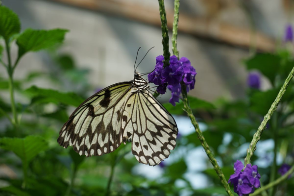 Cambridge butterfly conservatory-butterfly 7