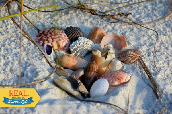 Panama City Beach Bucket List shells