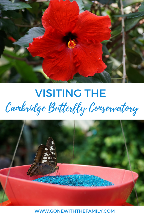 Visiting the Cambridge Butterfly Conservatory - Gone with the Family
