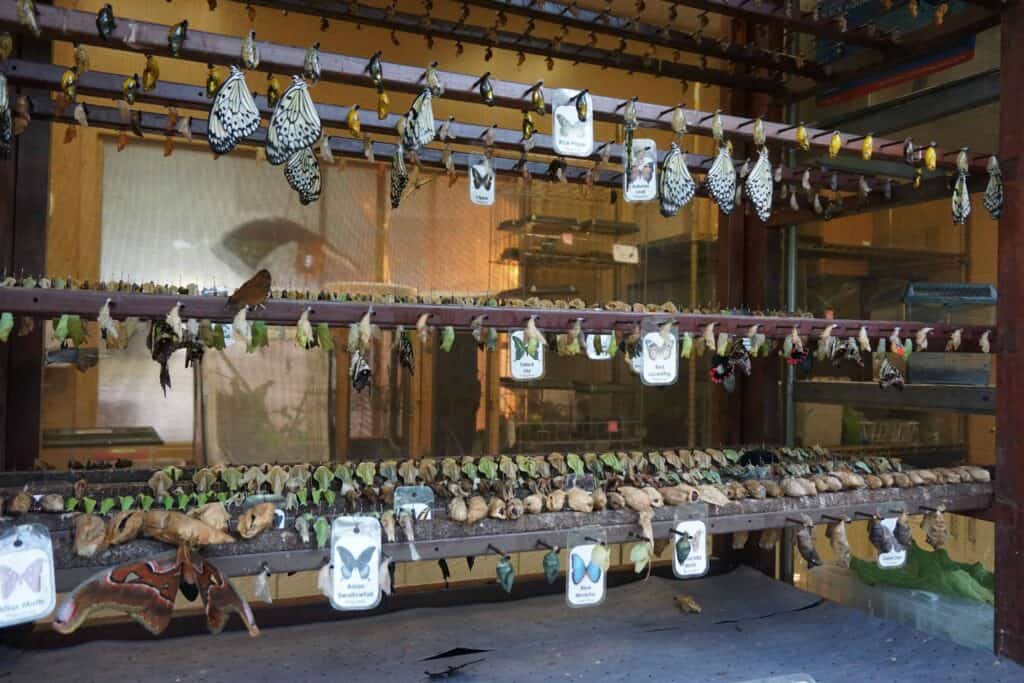 rack of coccoons and newly emerged butterflies at cambridge butterfly conservatory.