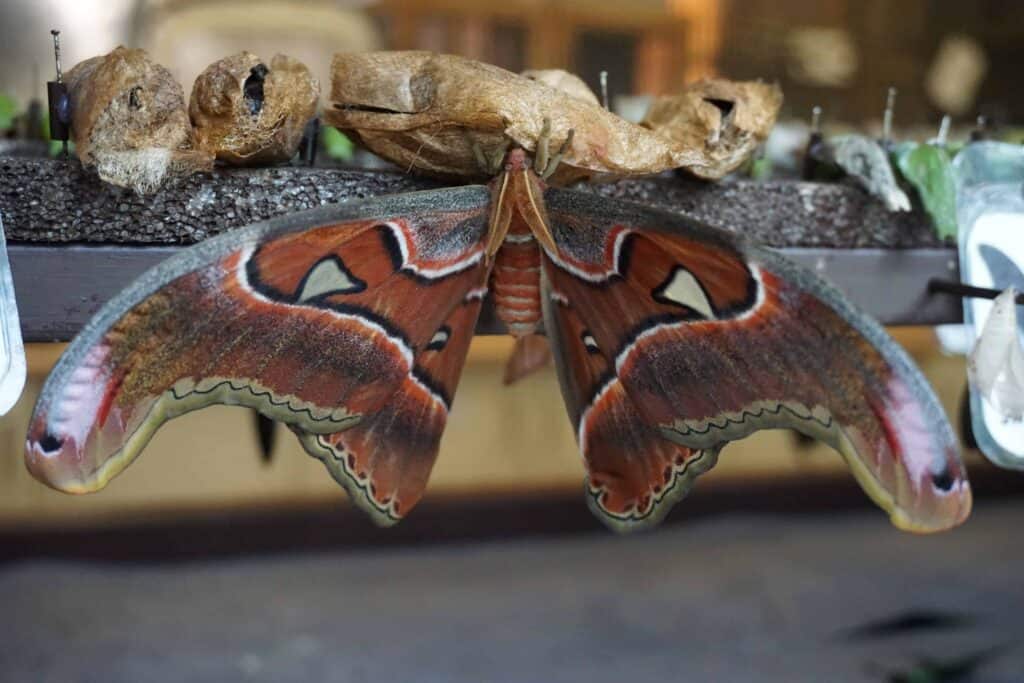 atlas moth emerging from cocoon at cambridge butterfly conservatory