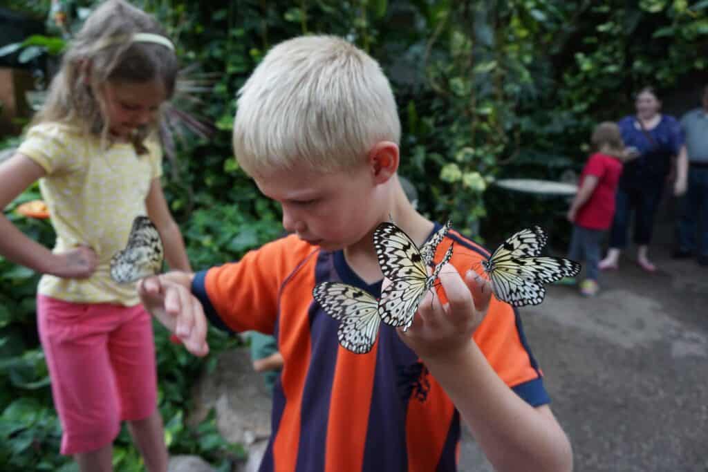 young blond boy wearing orange and blue striped shirt with several butterflies landing on his hands - young girl in background.