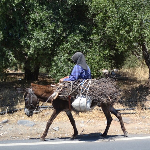man in blue shirt and grey head covering rides on mule with load of sticks.