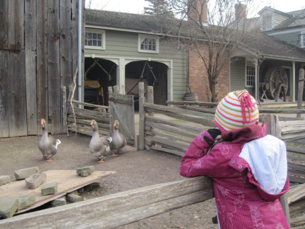 Farmyard at Black Creek Pioneer Village