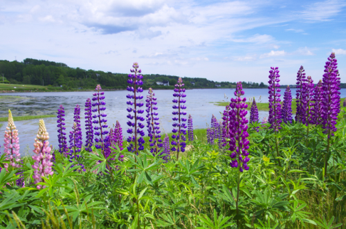 Canada-Nova Scotia-Mahone Bay 