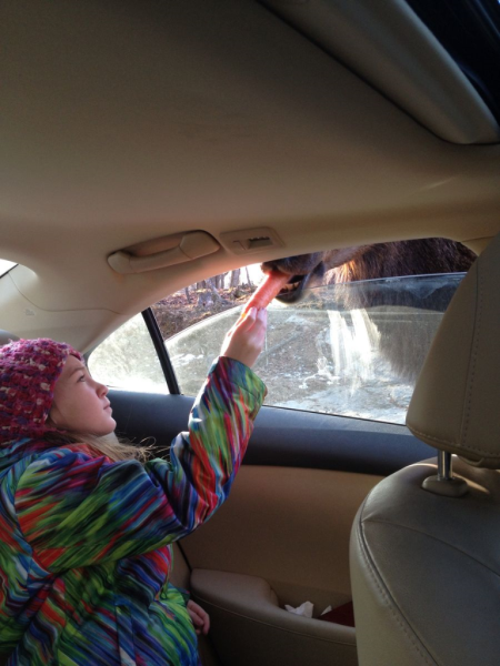 Montebello-parc omega-feeding elk from car window