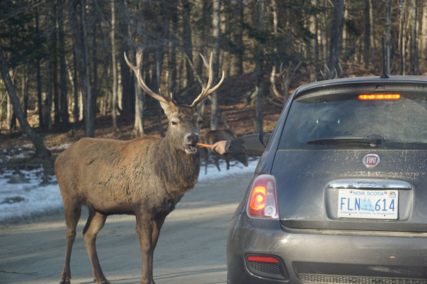 Quebec-montebello-driving through parc omega