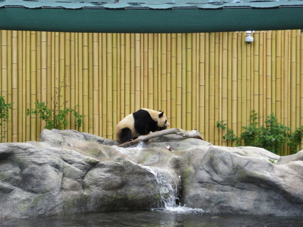 Toronto Zoo-pandas