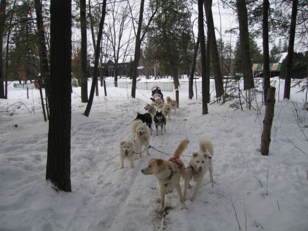 Quebec-Dog Sledding at Montebello