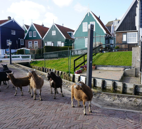 Netherlands-marken-goats on road