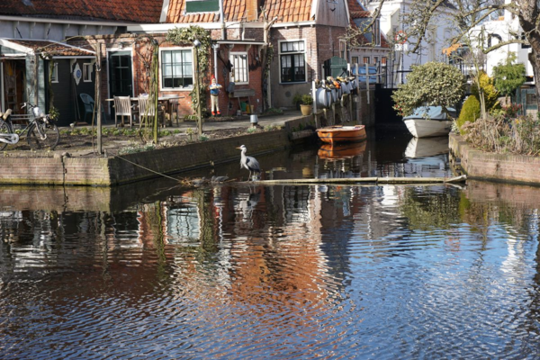 Netherlands-edam-canal-heron