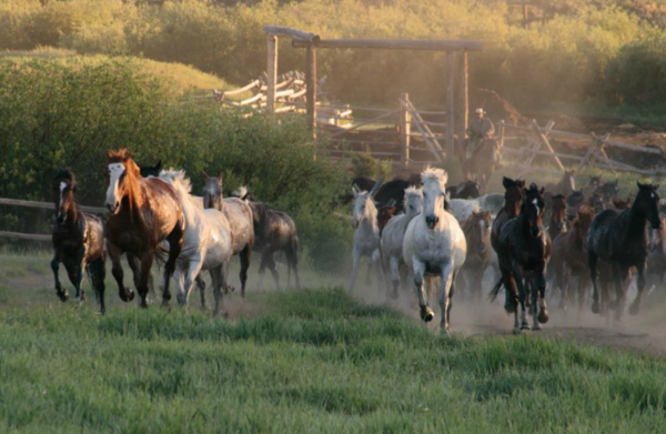 Spur alliance-paradise ranch-horses running