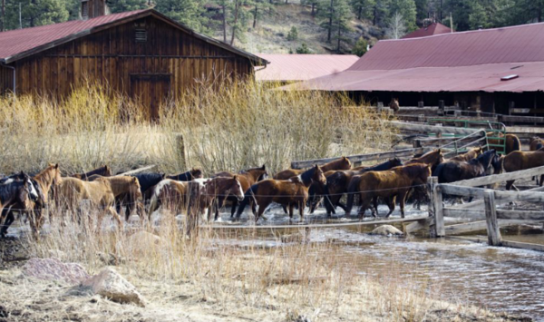 Spur alliance-lost valley ranch-horses