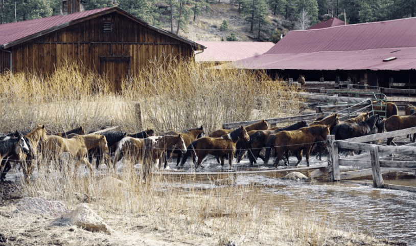 group of horses crossing stream with buildings in background.