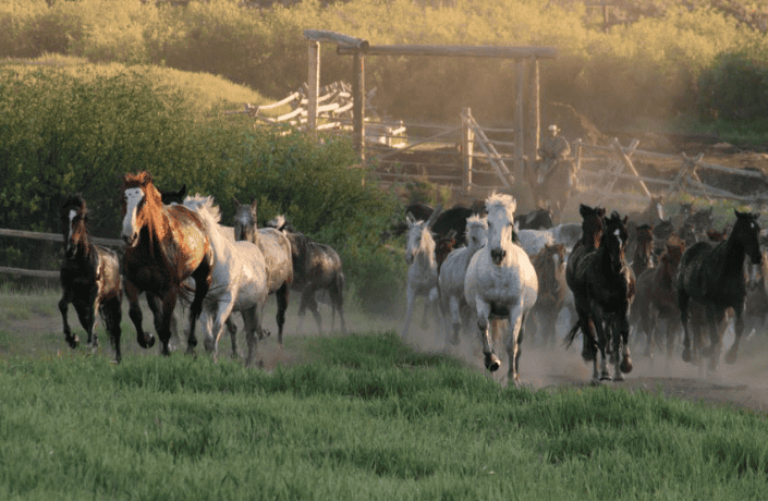 herd of horses running with man on horse in background.