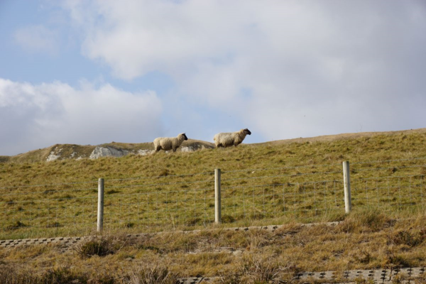 England-dover cliffs-grazing sheep England-dover cliffs-grazing sheep