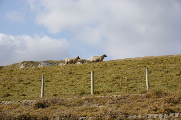 England-dover cliffs-grazing sheep