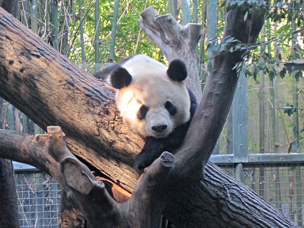 San diego zoo-panda-ed