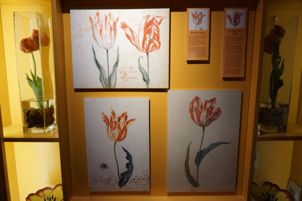 Amsterdam-tulip museum-art work
