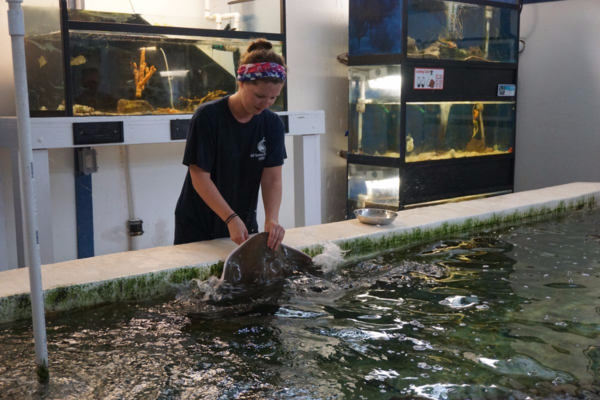 Florida-tallahassee-gulf marine speciman lab-feeding stingray