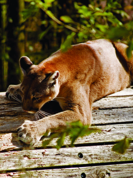 Tallahassee Museum Florida Panther