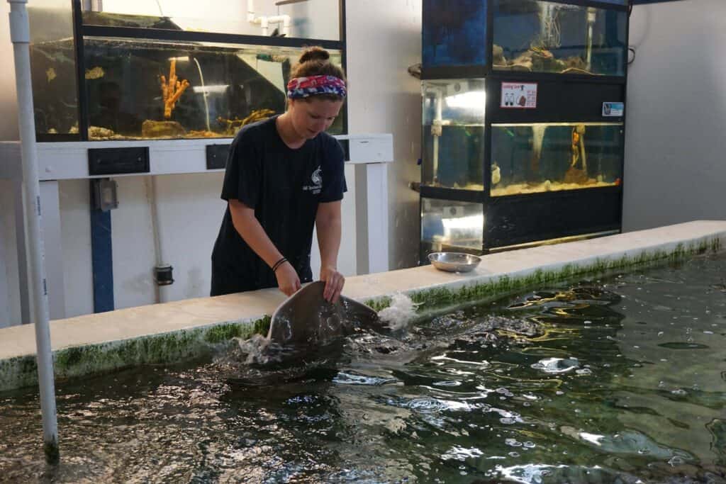 staff member feeding a stingray in a pool inside the gulf specimen marine lab in tallahassee.
