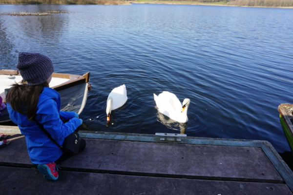 Ireland-Dromoland Castle-feeding swans