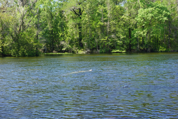 Florida-tallahassee-wakulla river-manatees