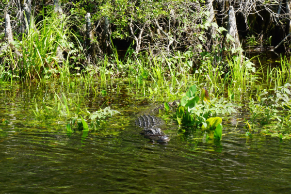 Florida-tallahassee-wakulla springs-gator in water-ed