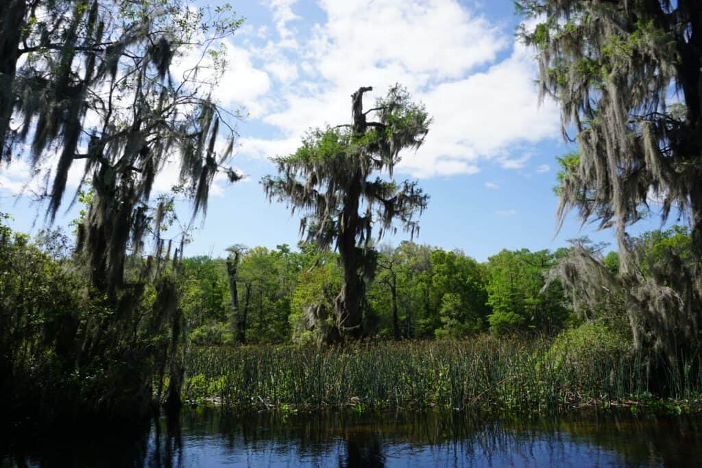 Cypress trees along the Wakulla River, Tallahassee, Florida.