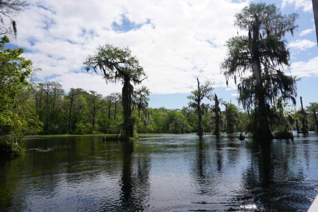 cypress trees in waters of Wakulla River.