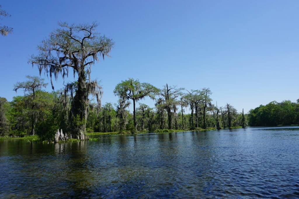 trees along Wakulla River, Tallahassee, Florida.