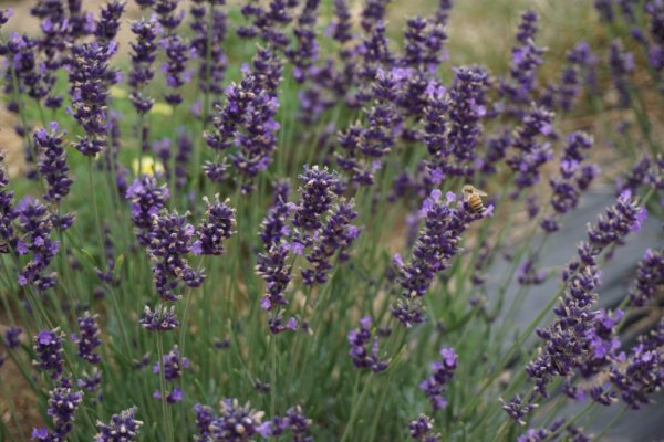 Terre bleu lavender farm-milton-canada-bee on lavender Terre bleu lavender farm-milton-canada-bee on lavender