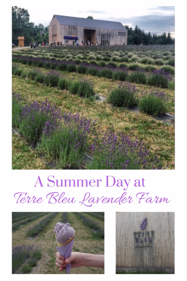 A Summer Day at Terre Bleu Lavender Farm - Gone with the Family