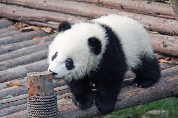 small panda standing on wooden log structure.