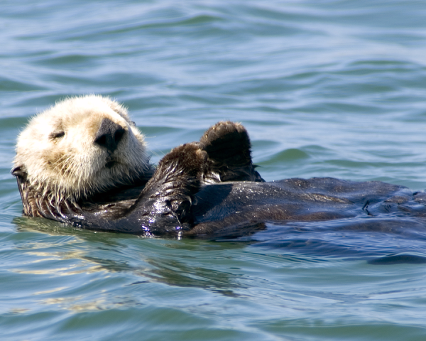 Bigstock-Sea-Otter-569255