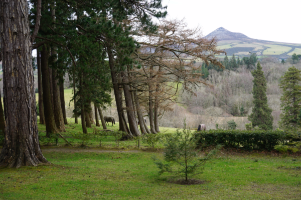 Ireland-powerscourt garden-horses grazing