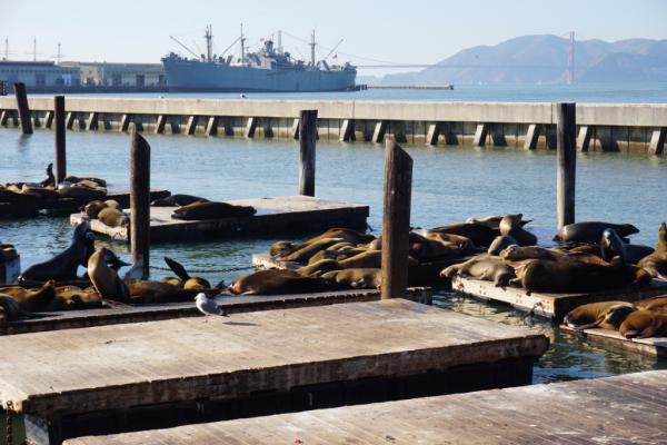 California-san francisco-pier 39-sea lions