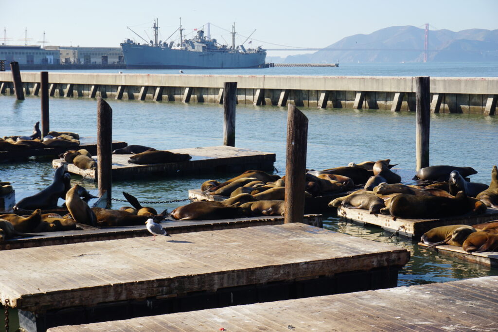 sea lions resting on wooden platforms at Pier 39 in San Francisco.